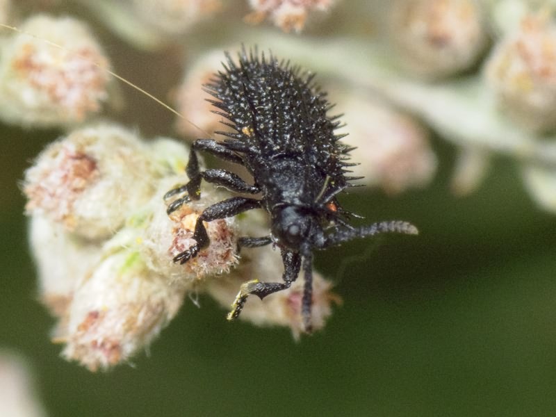 Hispa atra Linnaeus, 1767